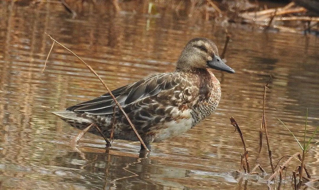 A mottled brown and white duck standing in shallow water near reeds and dried grass, with its reflection visible on the surface.