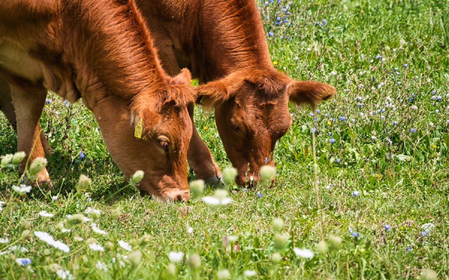 Two brown cows with yellow ear tags graze on green grass in a sunlit field dotted with wildflowers.