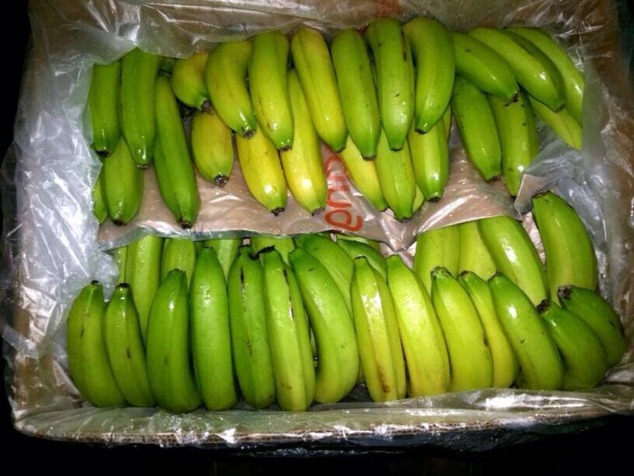 A cardboard box lined with plastic contains neatly arranged rows of unripe green bananas, some with slight yellow patches.