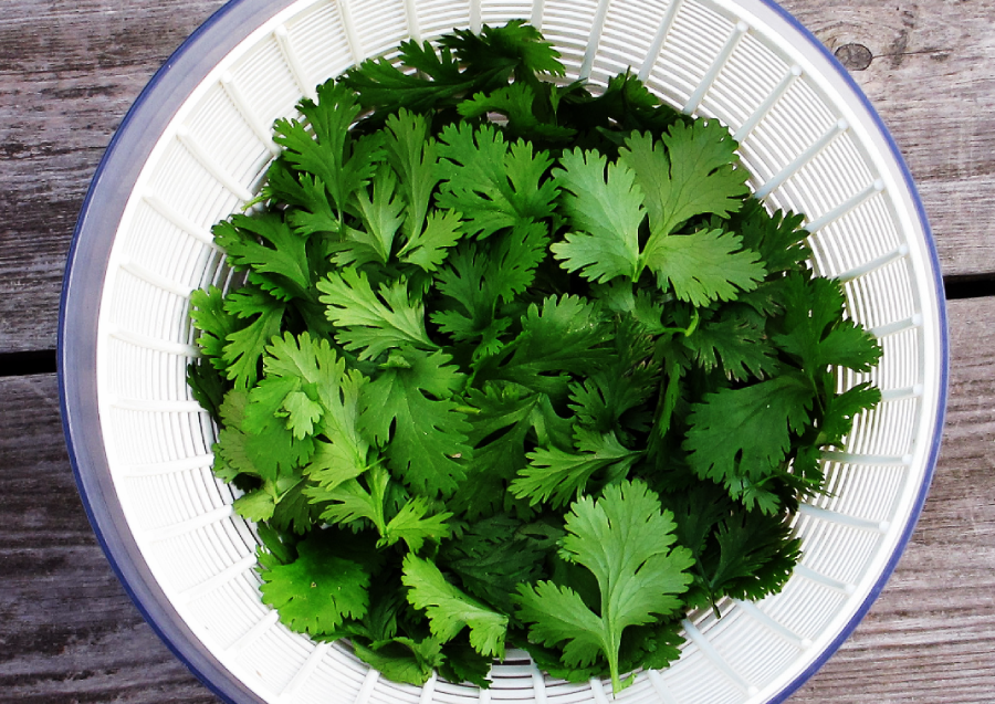 A white plastic colander filled with fresh cilantro leaves sits on a weathered wooden surface.