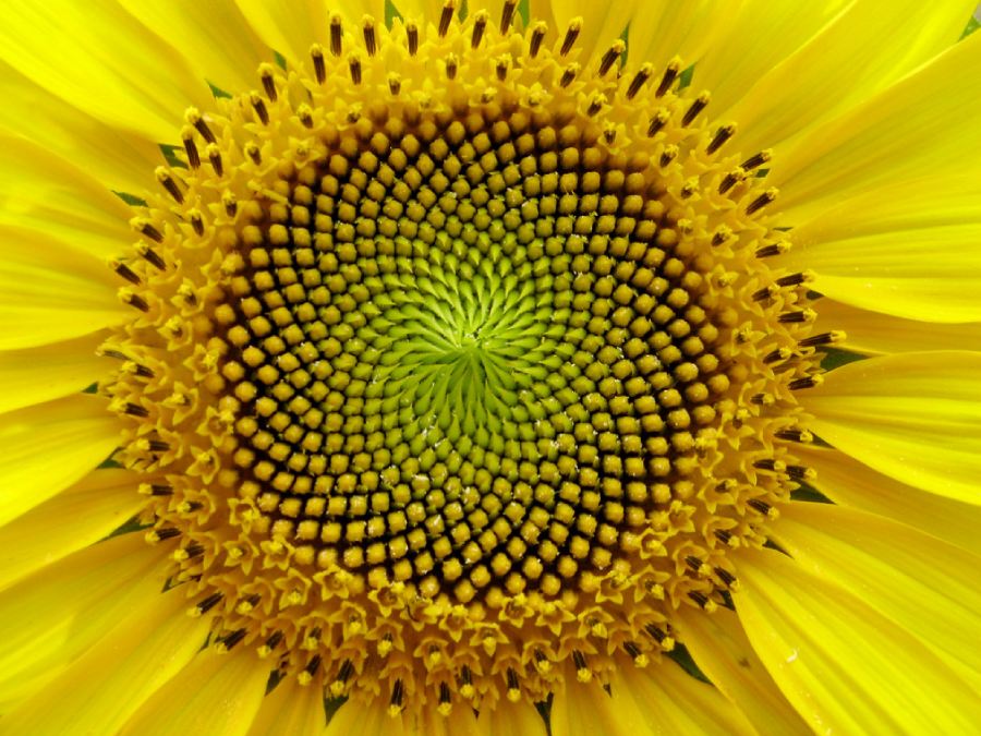Close-up of the center of a sunflower, showing the intricate spiral pattern of seeds surrounded by vibrant yellow petals.