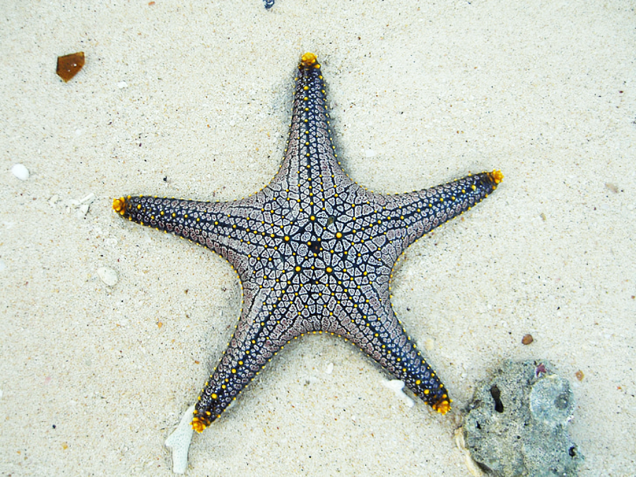 A patterned starfish with yellow-tipped arms lies on sandy ocean floor near a small rock and debris. Its intricate mosaic-like design features dark lines and light spots.