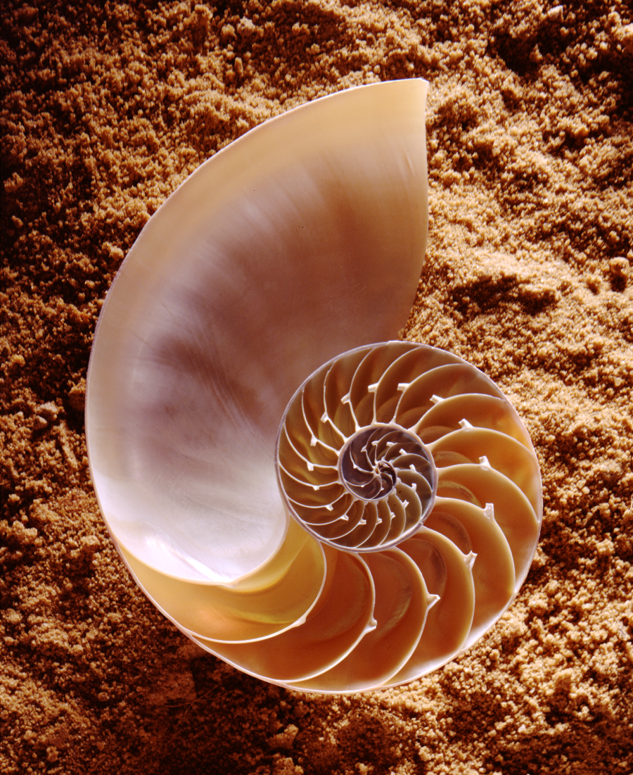 A nautilus shell sliced in half, displaying its intricate spiral chambers and smooth, pearly interior, sits on a surface of coarse, brown sand.