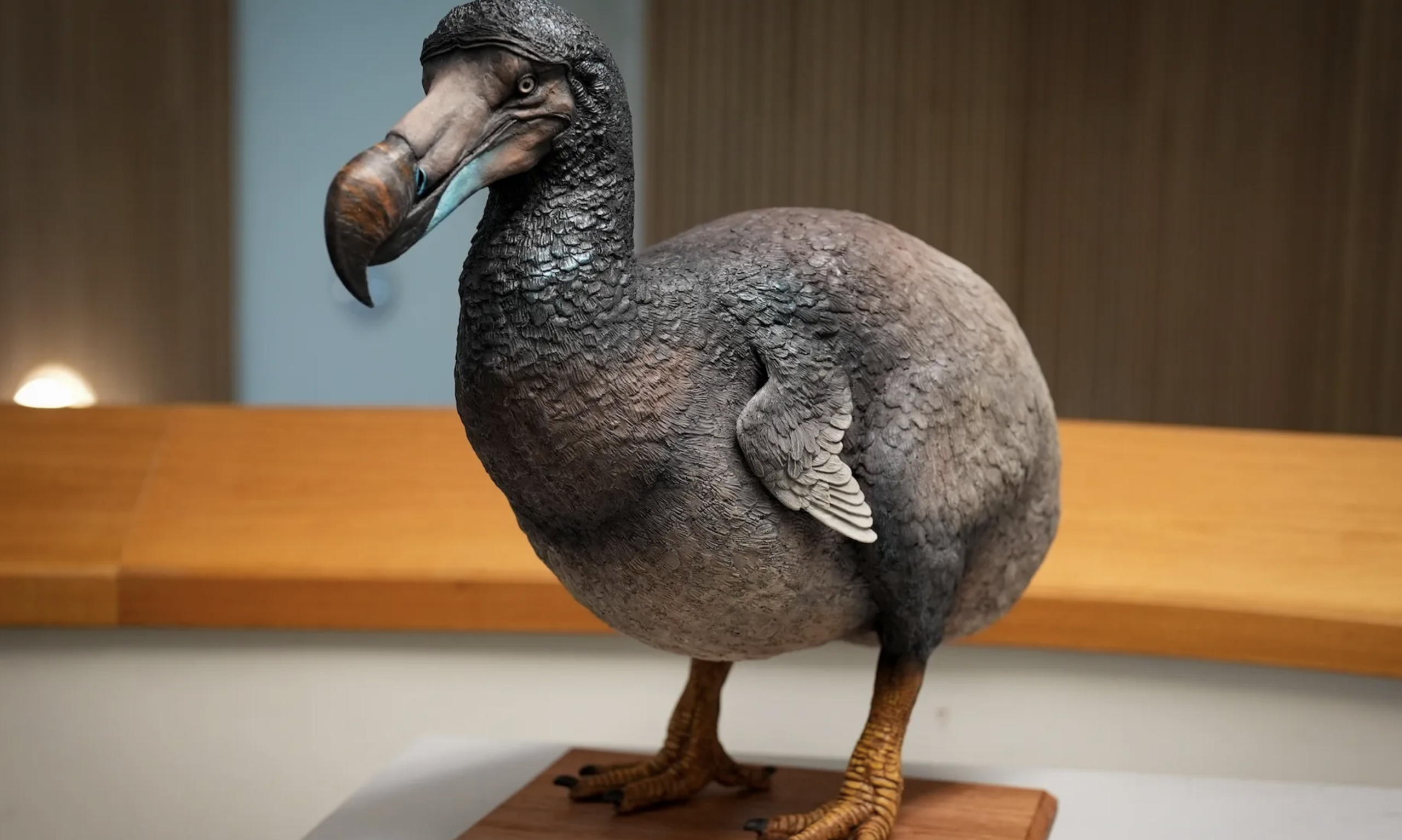 A realistic model of a dodo bird stands on a wooden base, displayed indoors with a blurred background of light blue and wood-paneled walls.