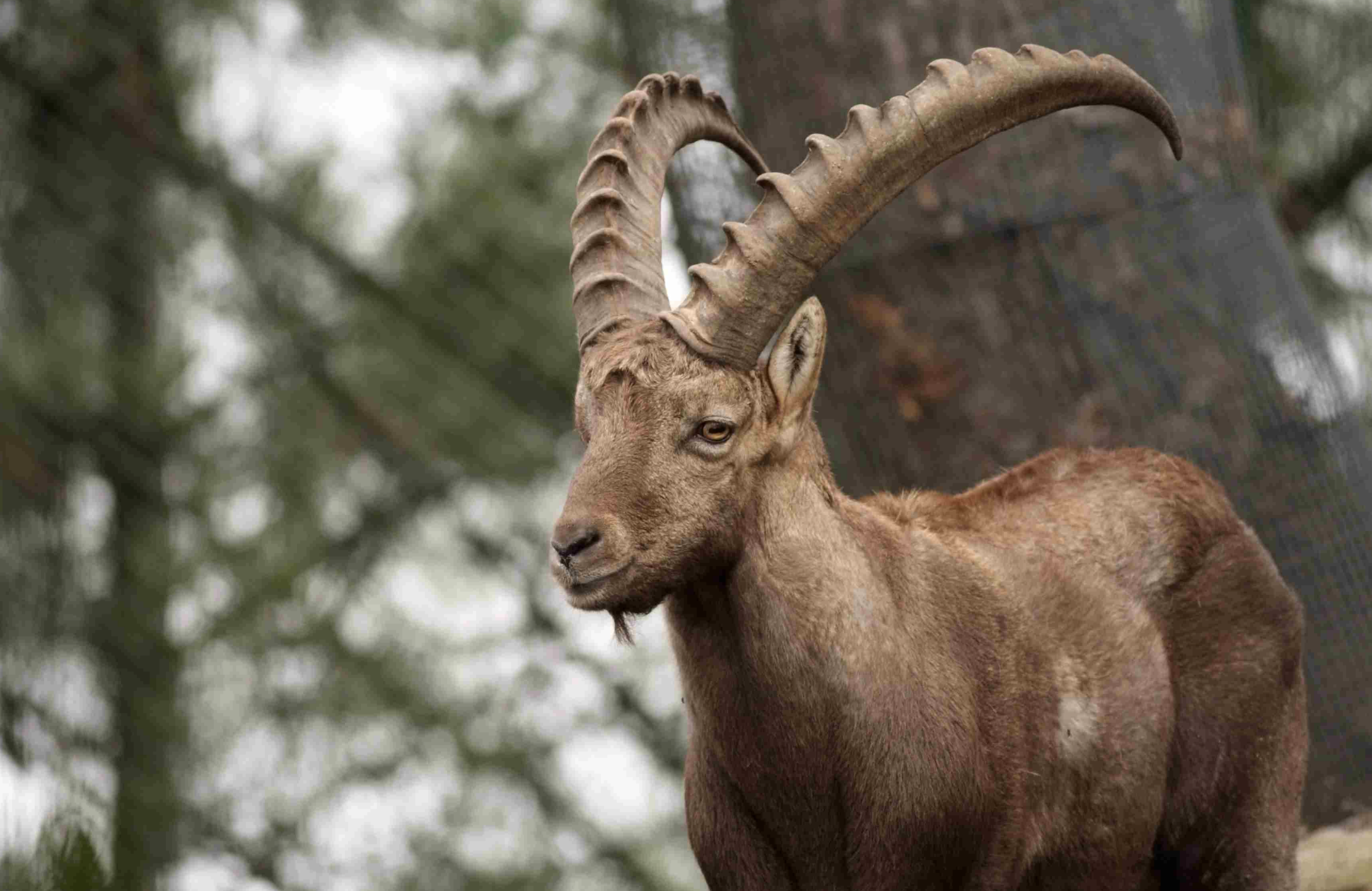 A brown mountain goat with large, curved horns stands in front of a tree, looking to the side. The background is blurred with greenery and tree trunks.