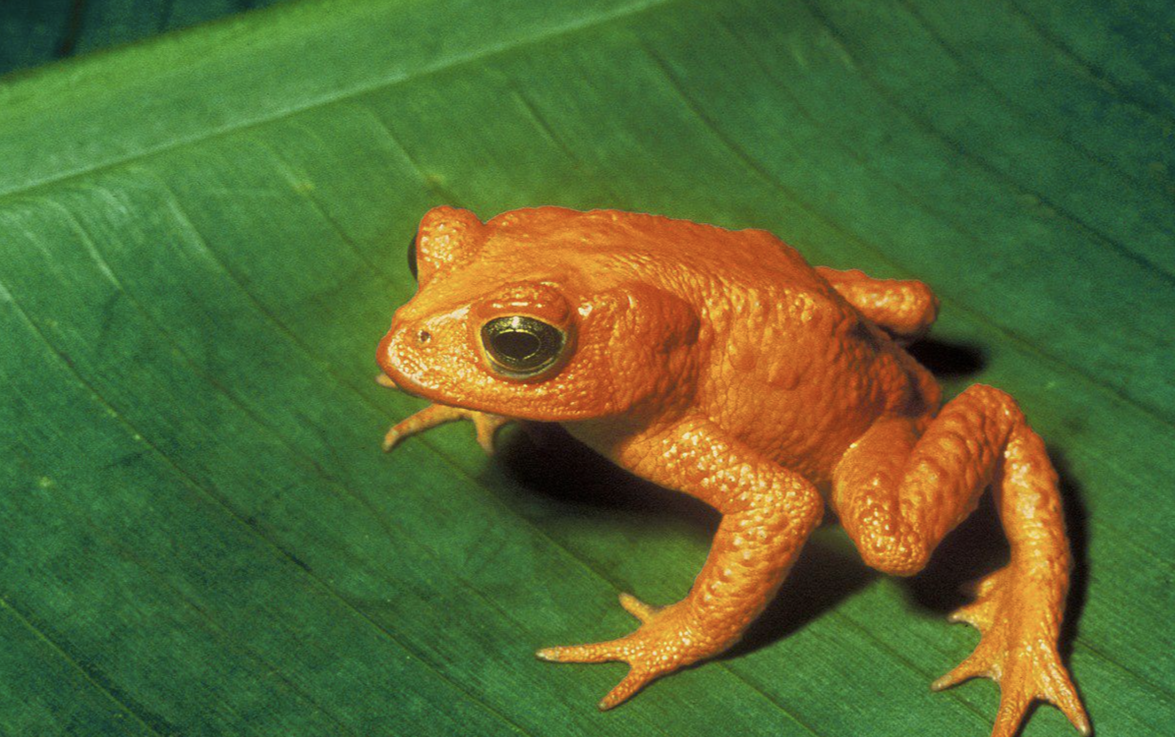 A bright orange toad with rough skin sits on a large green leaf, viewed from above. The vivid contrast highlights the toad's unique color and texture against the smooth leaf background.