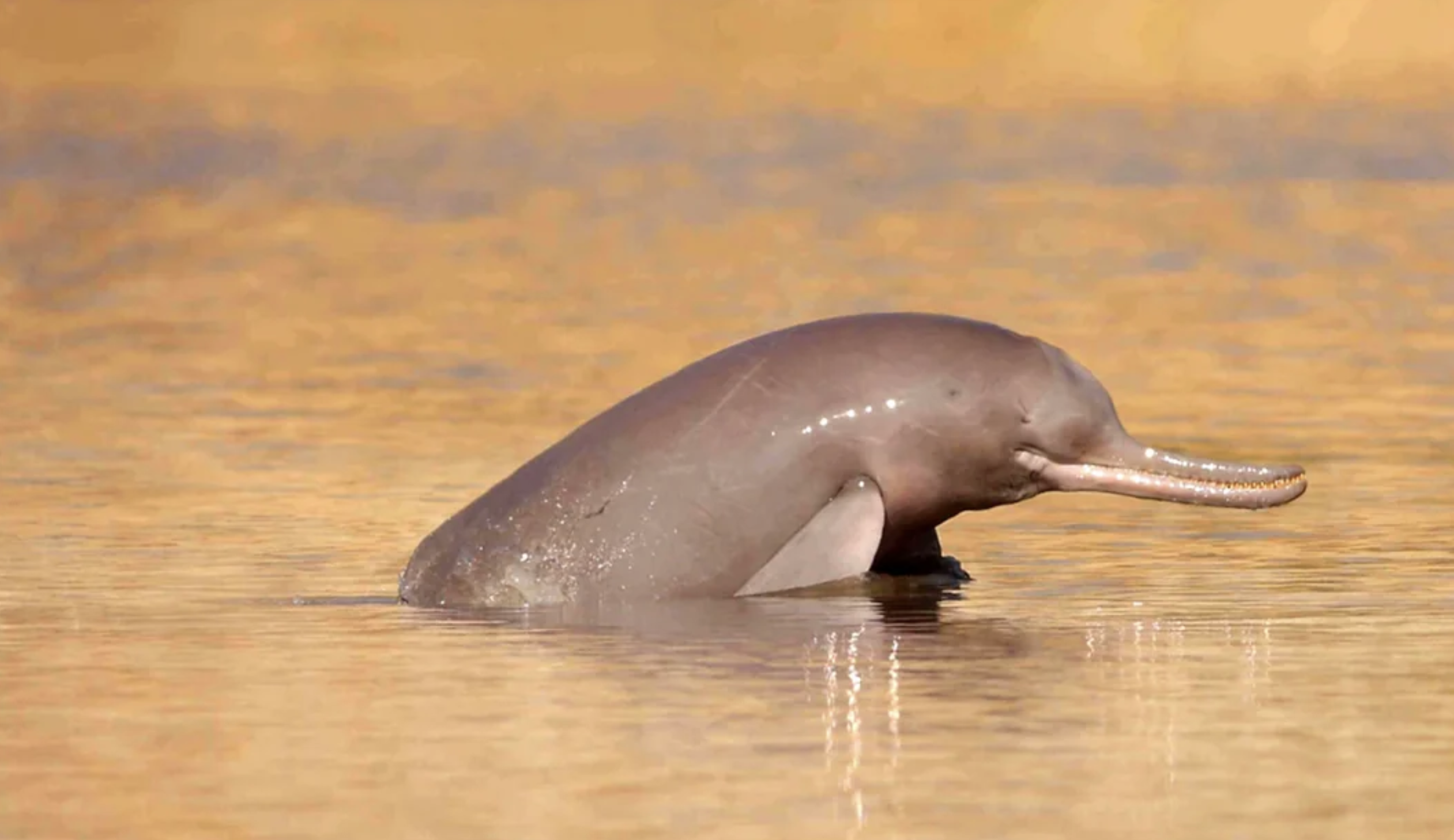 A river dolphin emerges partially from calm, golden-brown water. Its long, slender snout and smooth, grayish-pink body are clearly visible against the water’s reflective surface.