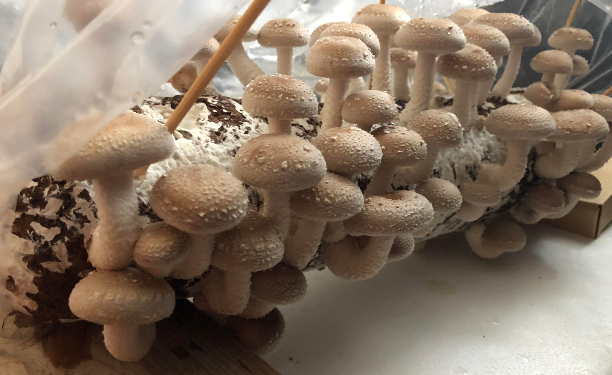 A cluster of small, light brown mushrooms growing densely on a log inside a partially open plastic bag, with two wooden sticks inserted into the log for support.