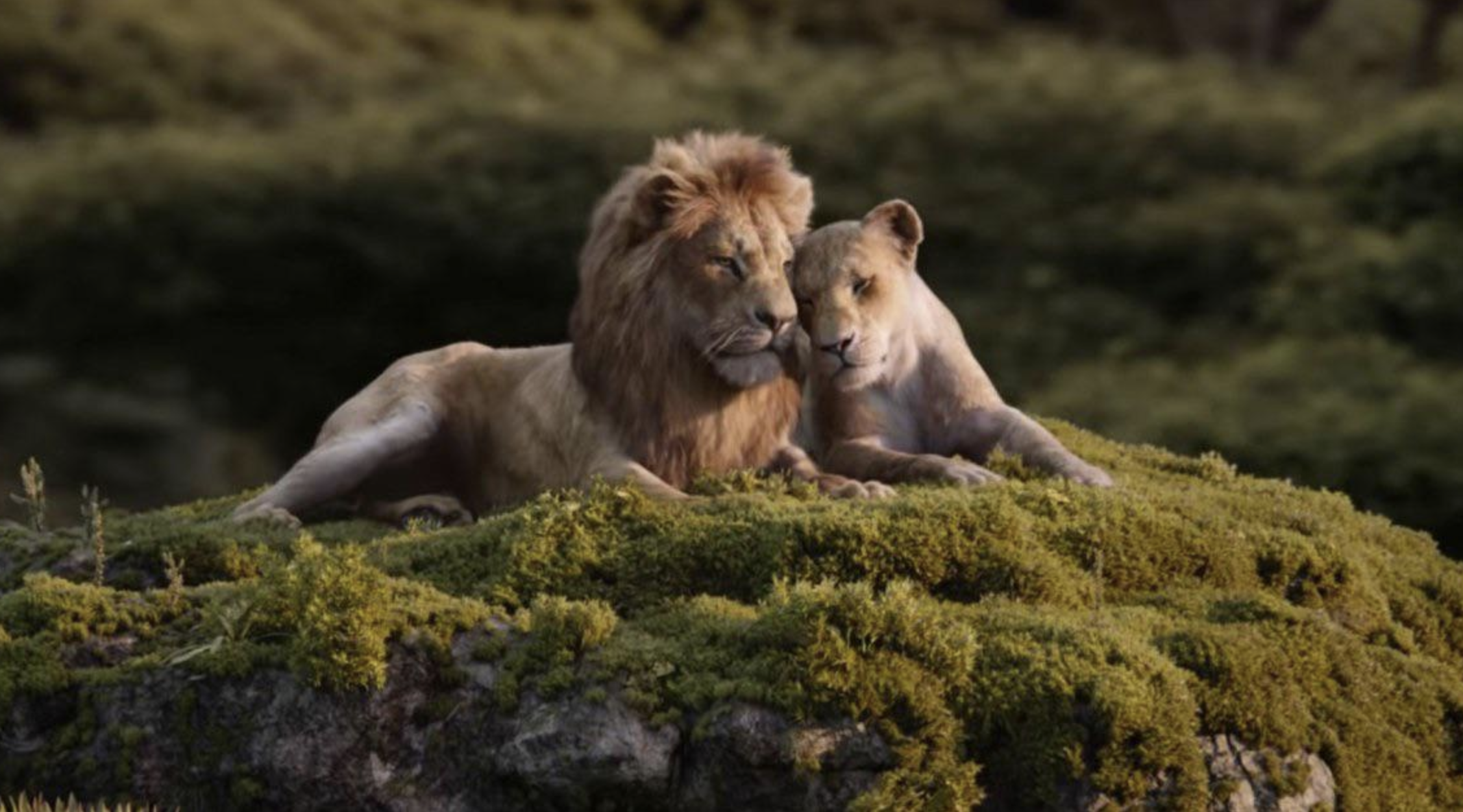 A male lion and a lioness rest closely together on a mossy rock, nuzzling affectionately, surrounded by greenery in a natural outdoor setting.