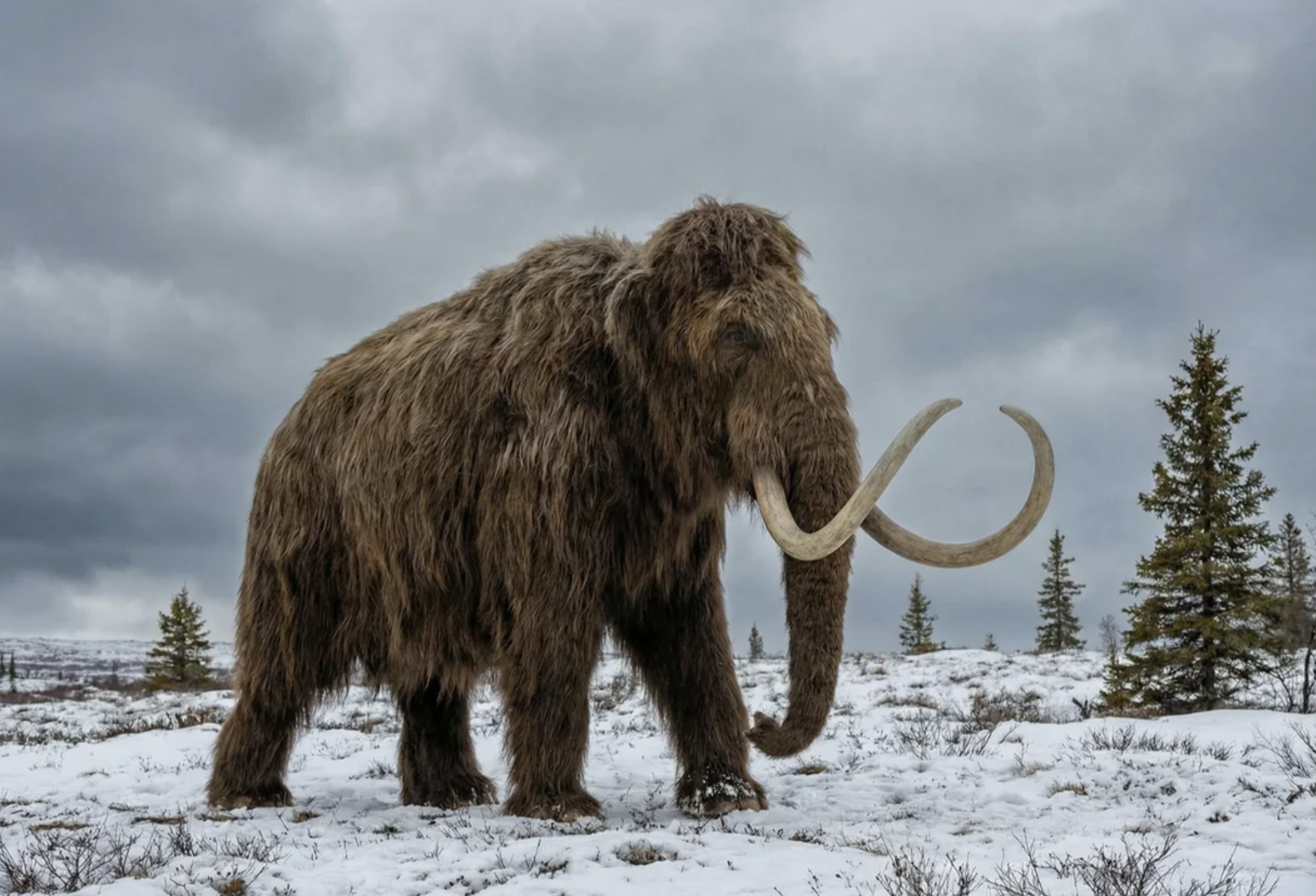 A woolly mammoth with long, curved tusks stands on a snowy landscape surrounded by sparse trees under a cloudy sky.