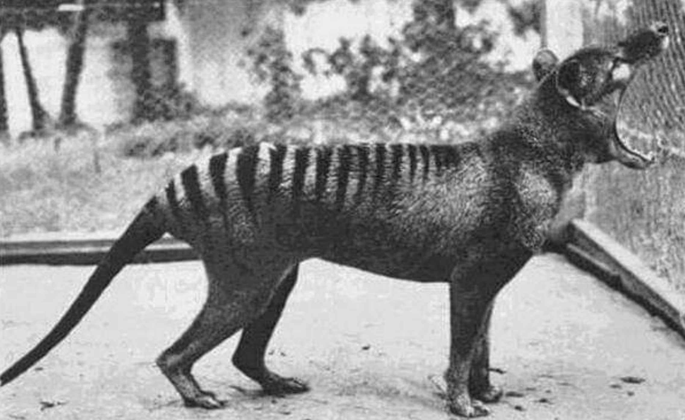 A black-and-white photo of a thylacine (Tasmanian tiger) standing in an enclosure, mouth wide open, showing its striped back and long tail.