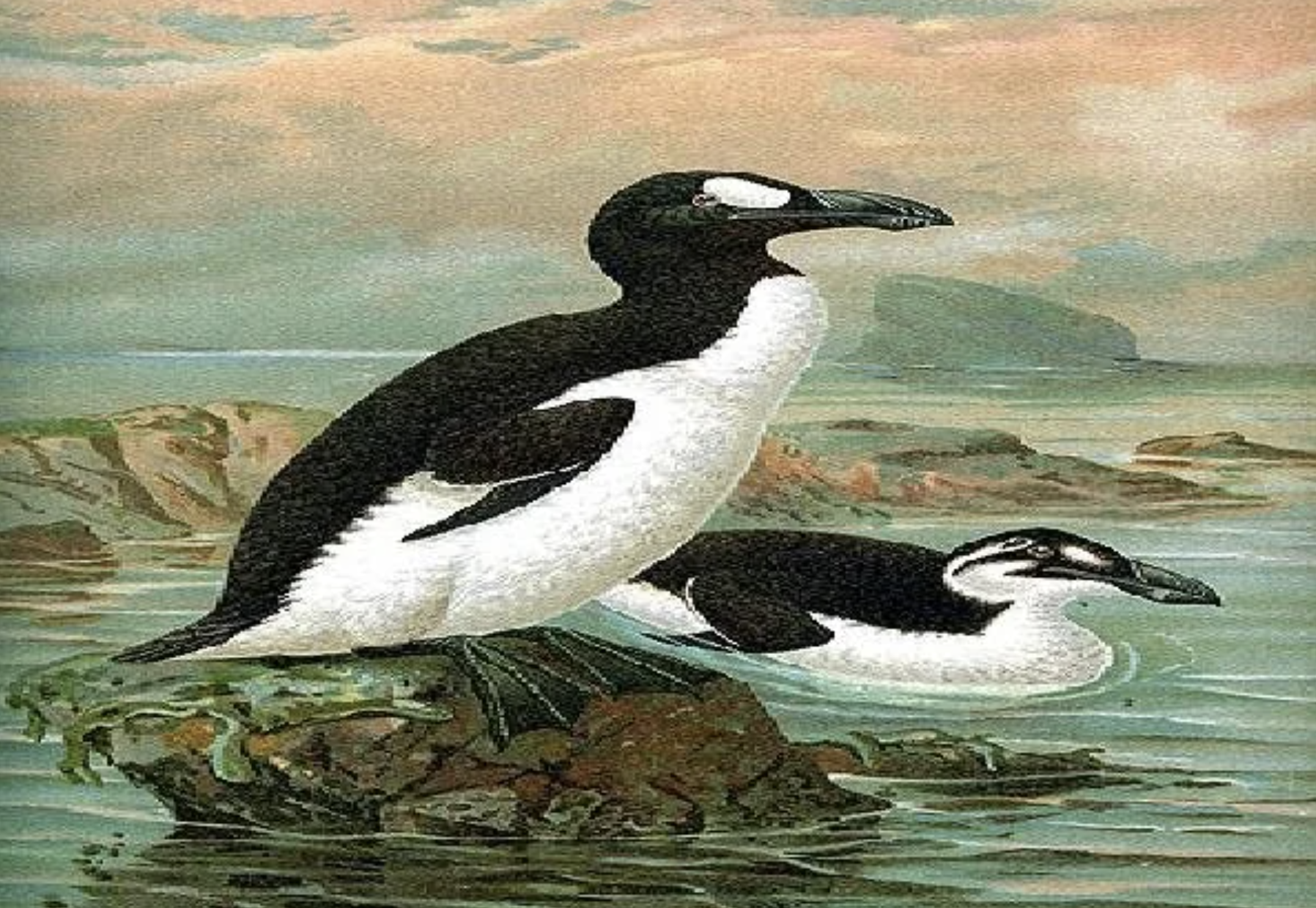 Two large, black-and-white seabirds with thick beaks are illustrated by the shore; one stands on a rock, while the other floats in the water, with a coastal landscape and cloudy sky in the background.