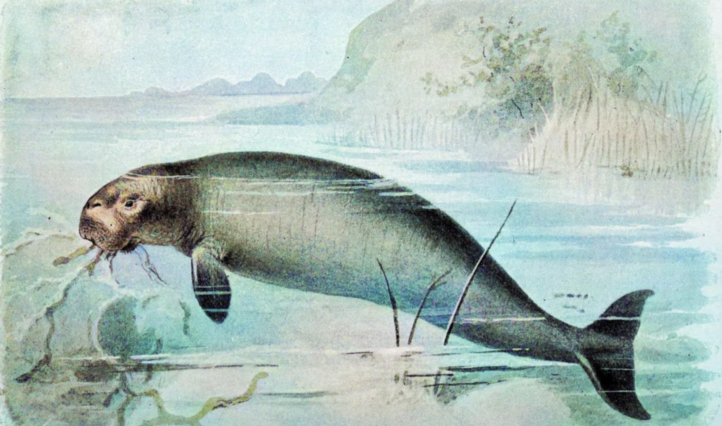 A vintage illustration of a marine animal with the body of a seal and the head of a human, partially submerged in water near a rocky shore with plants and distant hills.