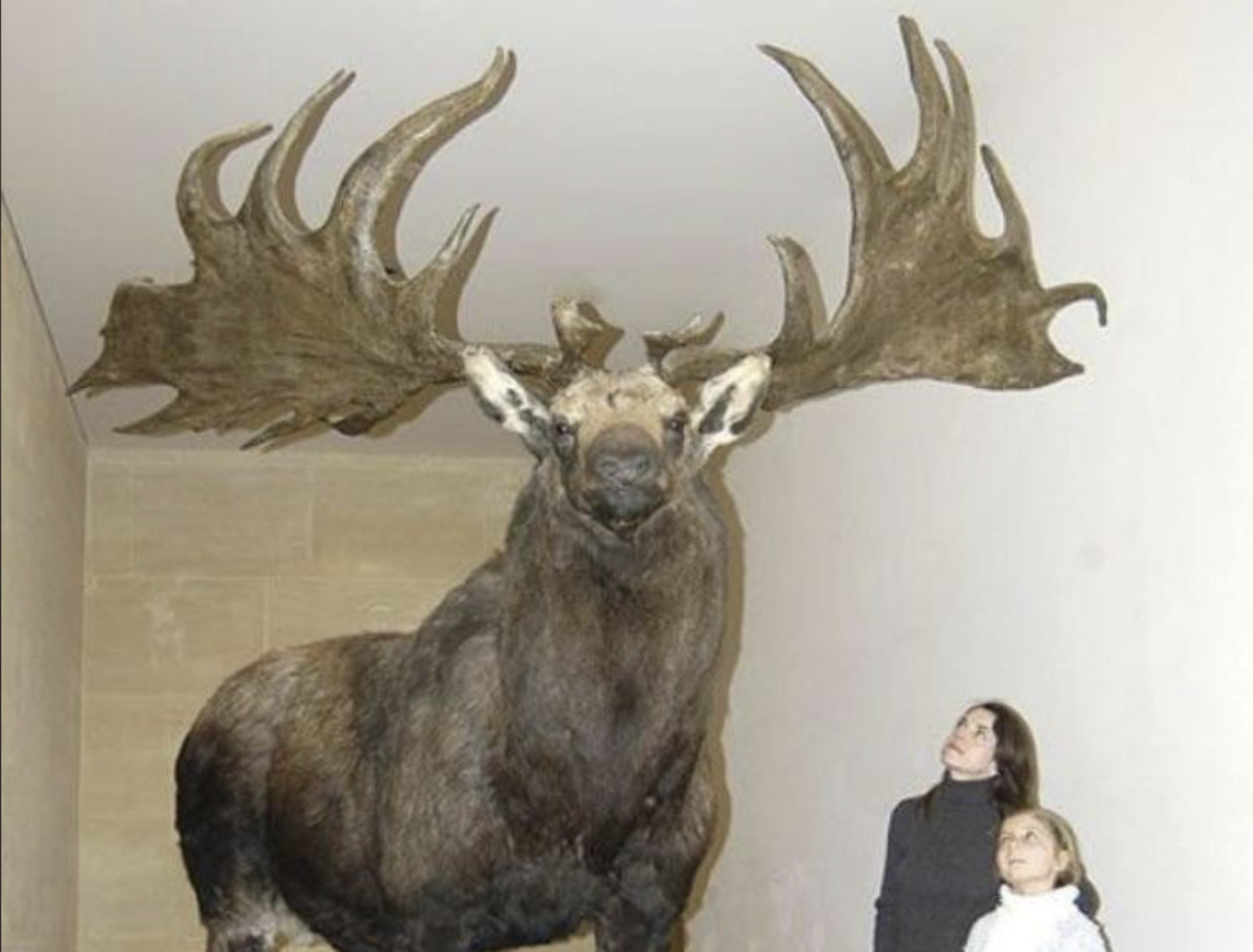 A large taxidermied Irish elk with massive antlers stands in a museum; a woman and a child beside it look up, emphasizing the animal's enormous size.