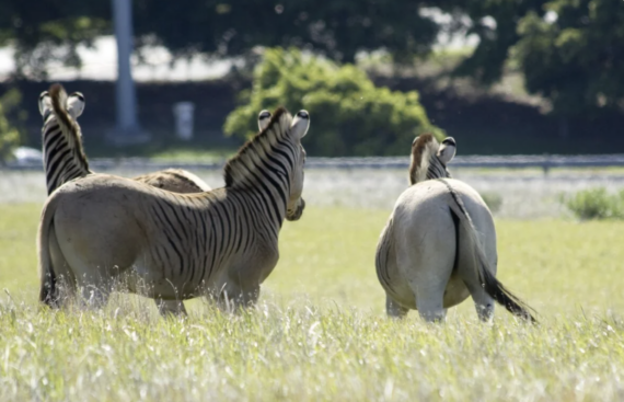 Four zebras stand together in a grassy field, facing away from the camera. Their black and white stripes are visible, and trees can be seen in the background.