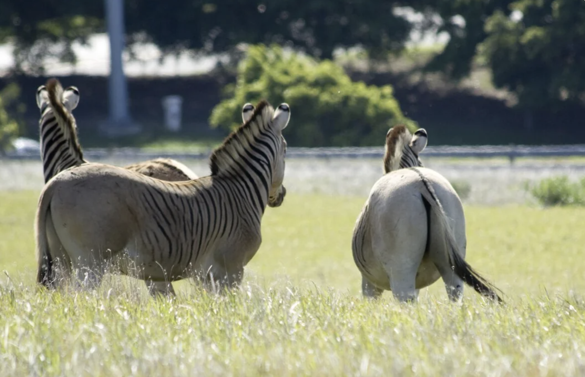 Four zebras stand together in a grassy field, facing away from the camera. Their black and white stripes are visible, and trees can be seen in the background.
