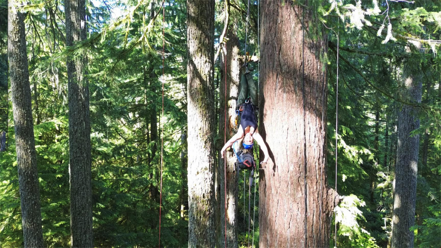 A person wearing a helmet and climbing gear scales a tall tree in a dense forest, using ropes for support. Sunlight filters through the green foliage, creating a bright, natural setting.