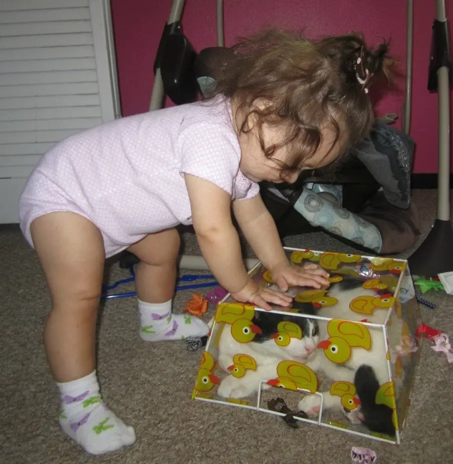 A toddler in a pink onesie and patterned socks bends over a small box decorated with yellow ducks, peering inside at some guinea pigs. The scene is indoors on a carpeted floor with toys scattered around.