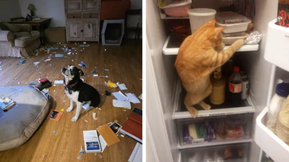 animals-caught-doing-something-bad