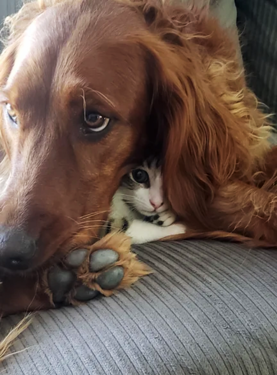 A large brown dog lying on a gray couch with its head resting on its paw, gently cuddling a small black and white kitten snuggled close under its ear.