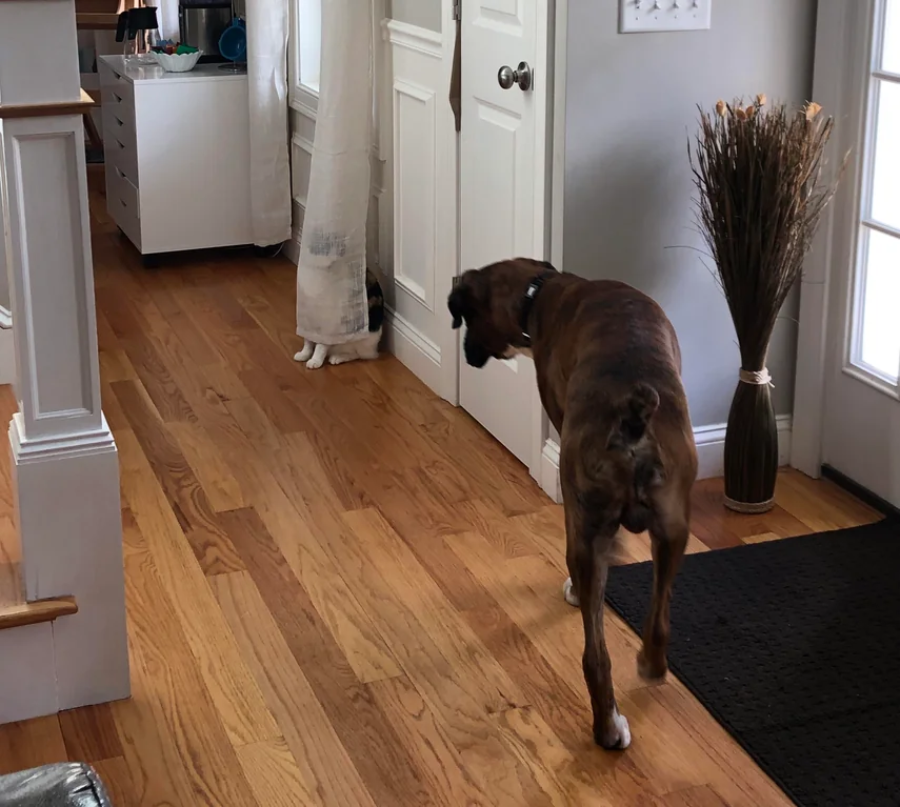 A brown dog walks on a wooden floor toward a closed white door. Behind a sheer curtain near the door, only the white paws of a hidden cat are visible.