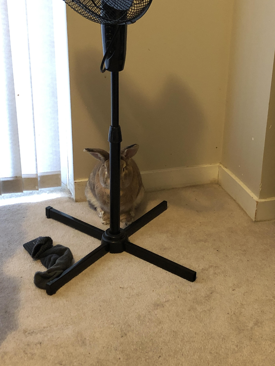 A brown rabbit sits behind the base of a standing fan in the corner of a carpeted room. A pair of black socks lies on the floor nearby.