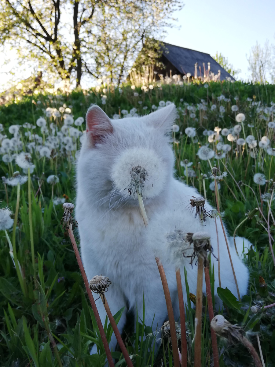 A white cat sits in a field of dandelions, with a dandelion puff perfectly covering its face. There is greenery and a house with a slanted roof blurred in the background.