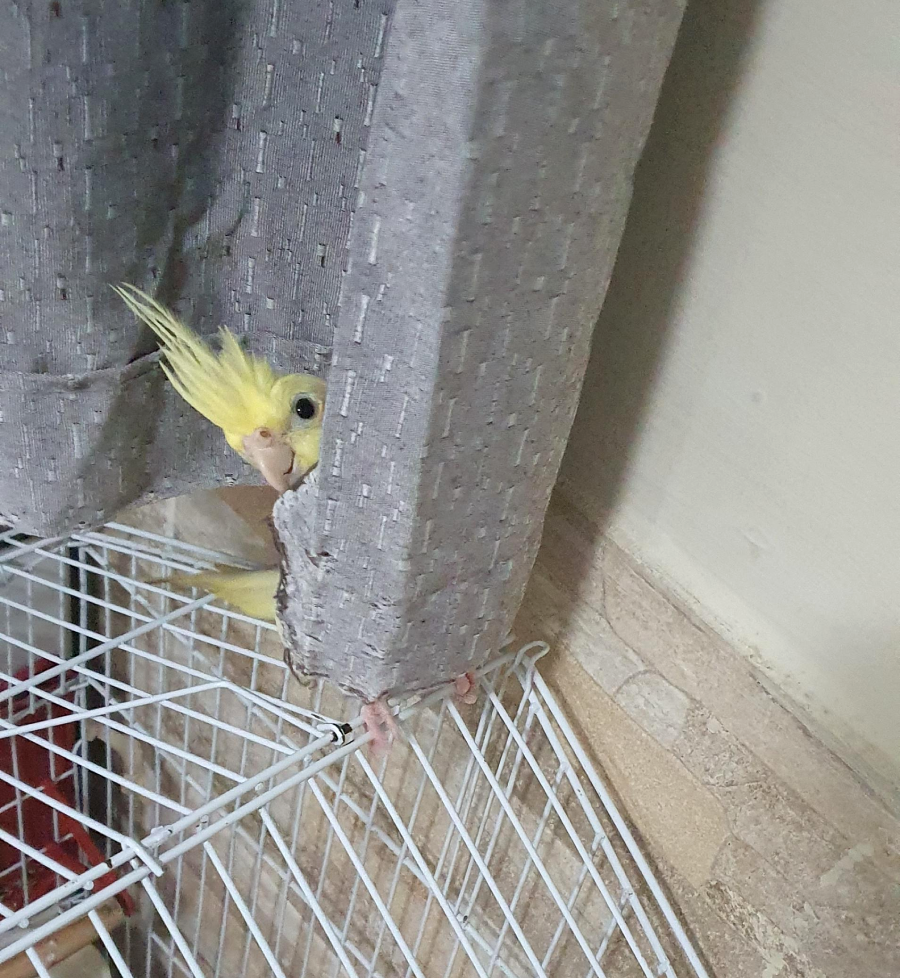 A yellow cockatiel peeks its head out from behind a gray curtain, standing on a white wire shelf in the corner of a room.
