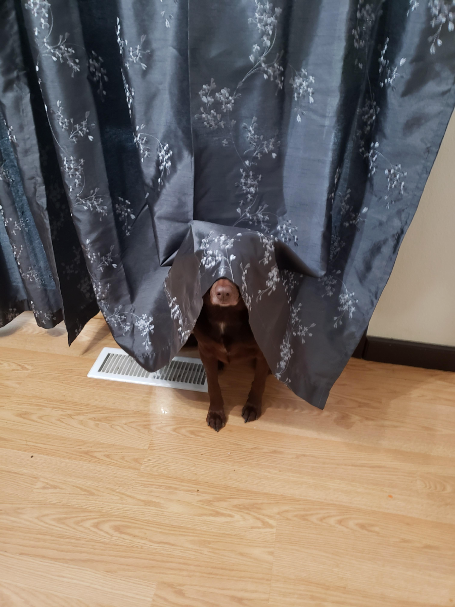 A brown dog sits on a wooden floor, mostly hidden behind a gray floral curtain with just its nose and front legs peeking out.