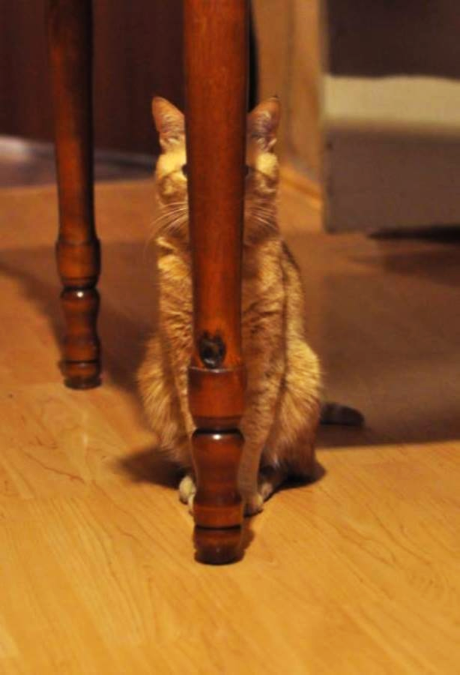 A ginger cat sits on a wooden floor behind a table leg, with the leg perfectly aligned to cover its face, making its head appear hidden.