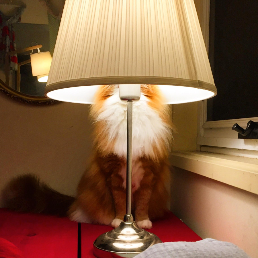 A fluffy orange and white cat sits behind a table lamp, with its head hidden inside the lamp shade, creating the illusion that the lamp is the cat’s head.