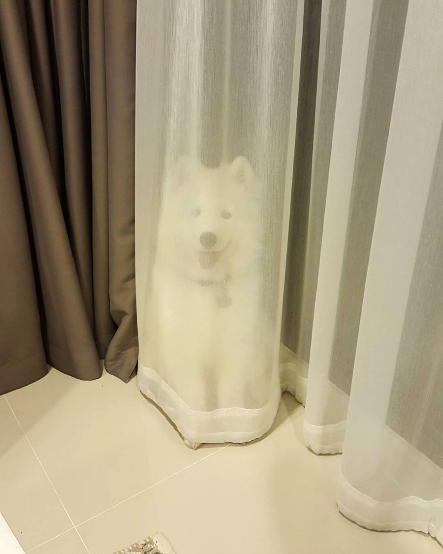 A fluffy white dog sits behind a sheer curtain, its face and body barely visible through the fabric, giving it a ghost-like appearance. The dog looks happy with its mouth open and tongue out.