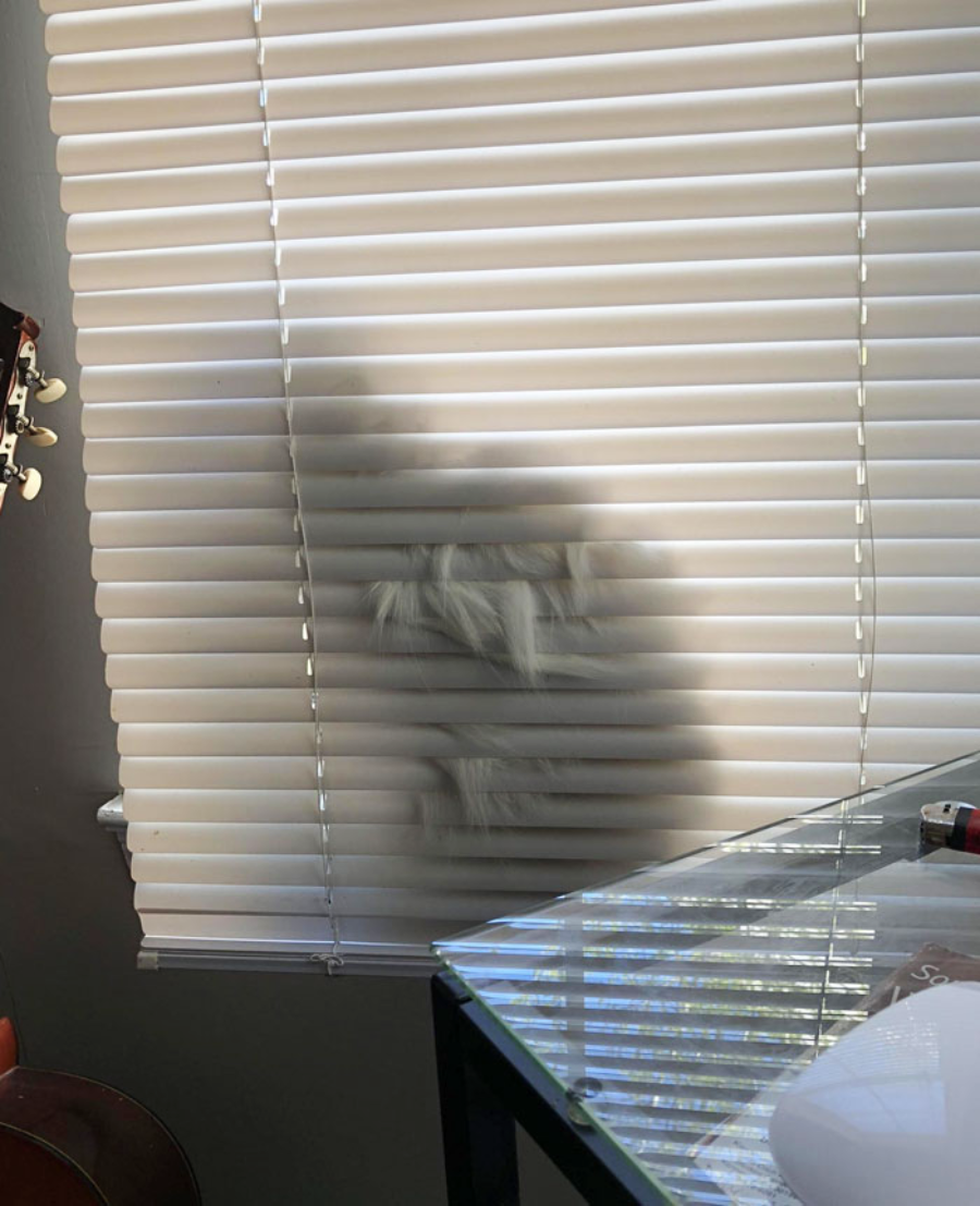 A fluffy cat sits behind closed white blinds, its silhouette visible through the slats. Sunlight highlights the cat's fur, and part of a glass desk and guitar are visible nearby.