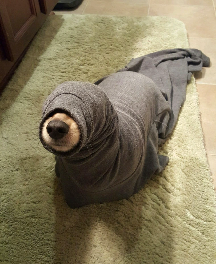 A dog sits on a green rug with its body wrapped in a gray sweater, resembling a seal. Only its nose and part of its muzzle are visible through the hood.