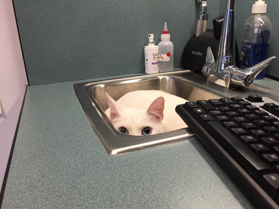 A white cat is hiding in a metal sink, with only its head and blue eyes visible. The sink is set in a countertop with various bottles nearby and a computer keyboard in the foreground.