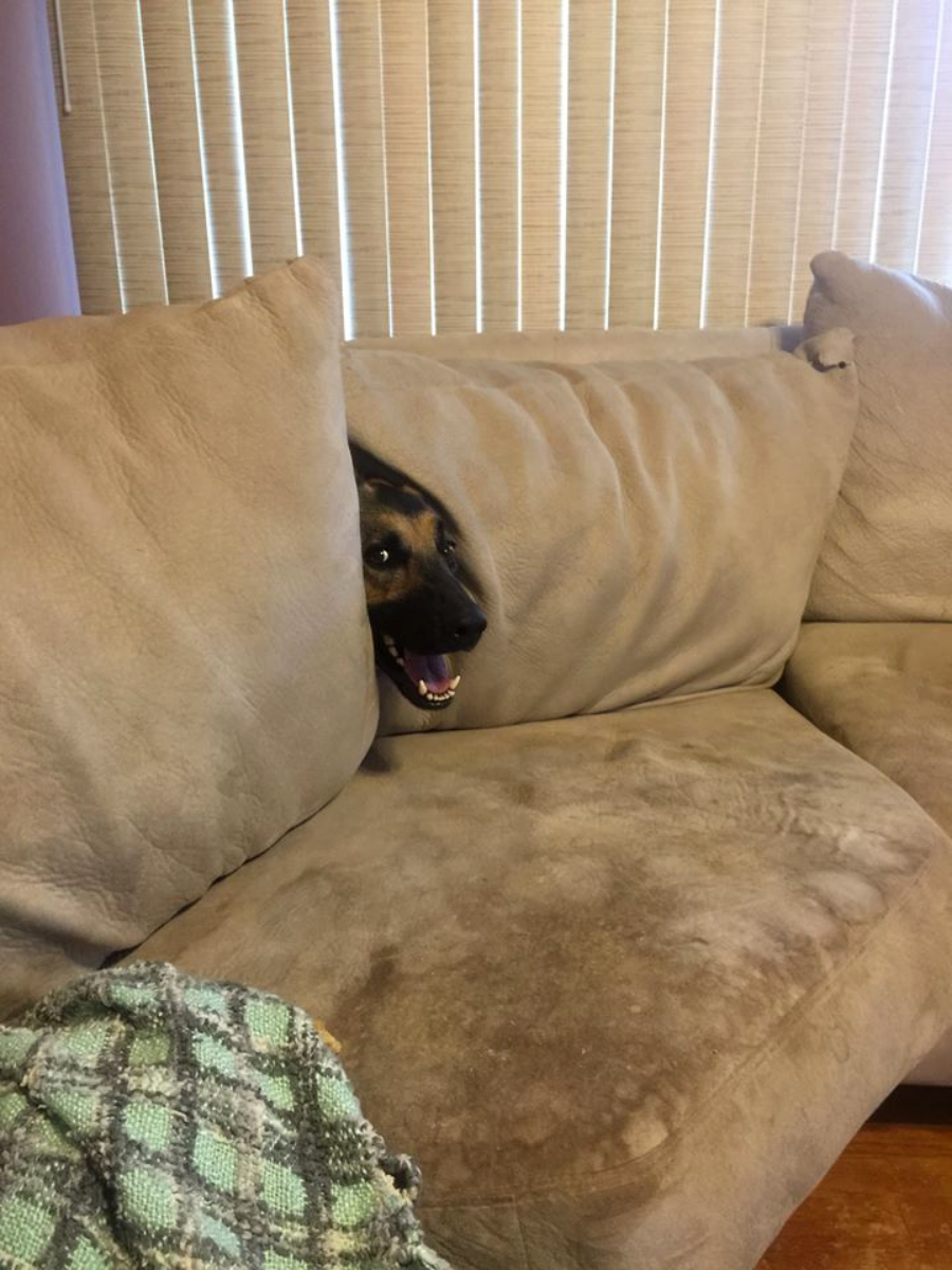 A dog peeks out from between two tan couch cushions, showing its face and open mouth, giving the appearance of a playful smile. A green and white blanket is draped over the arm of the couch.
