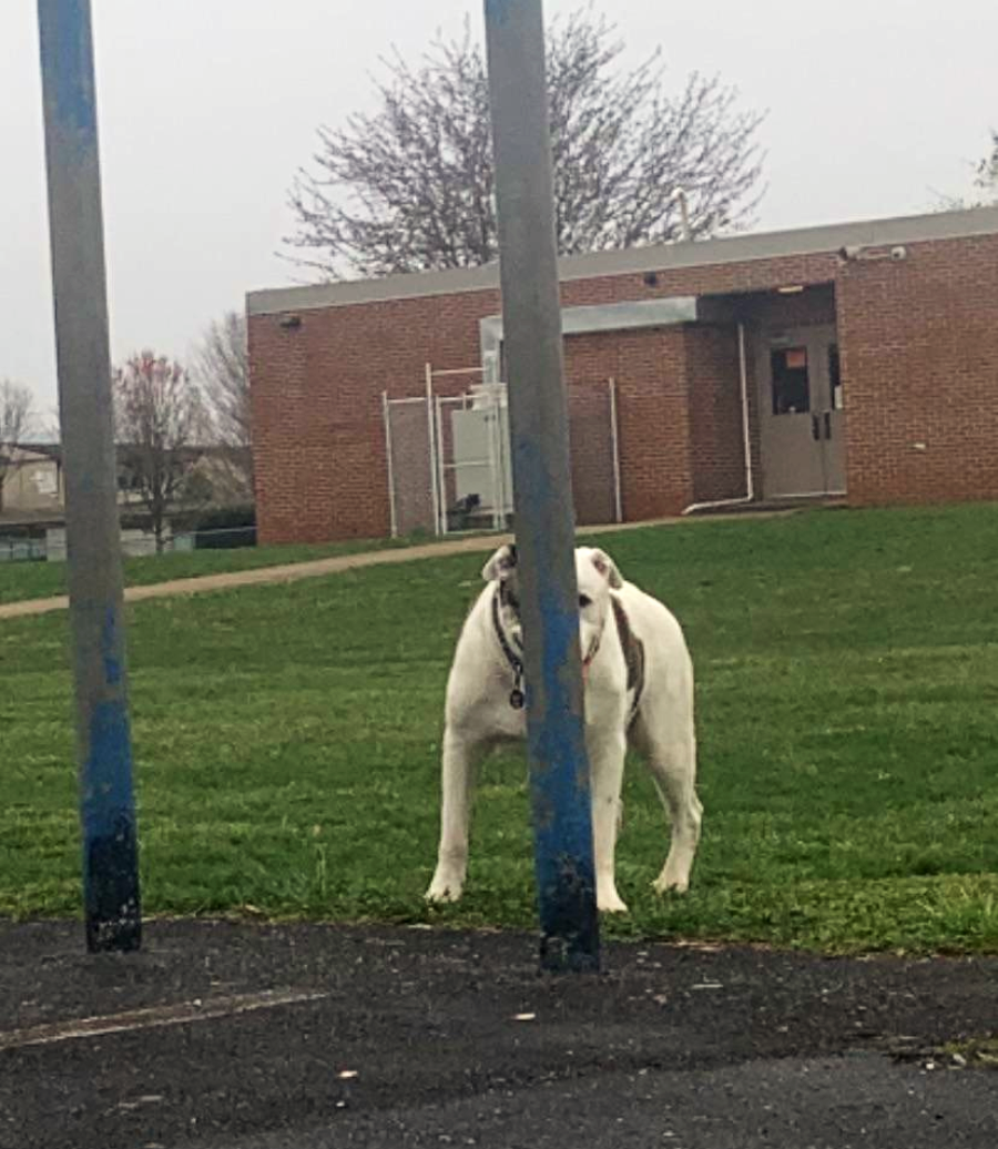A white dog stands on a grassy field behind a metal pole, creating the optical illusion that its body is split in half. A brick building is visible in the background.