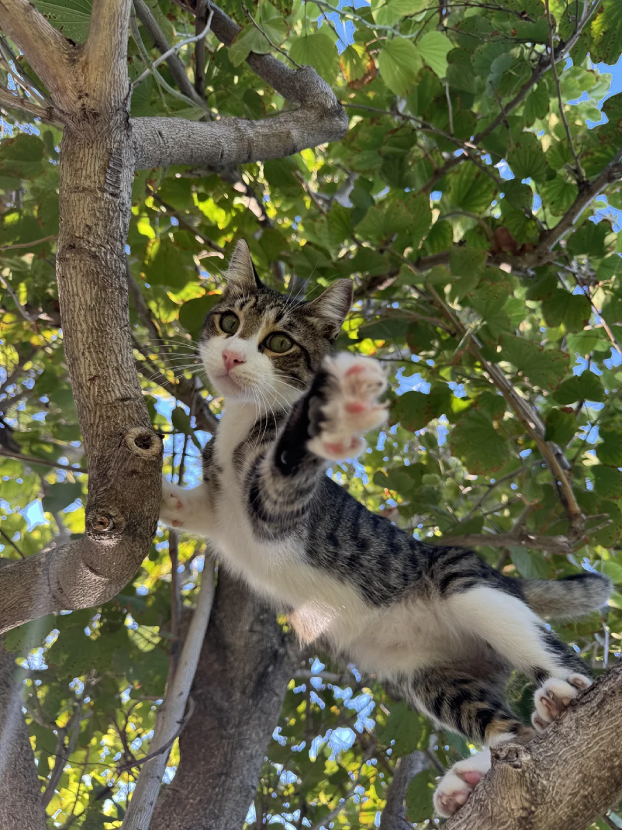 A tabby cat with white paws climbs a tree, reaching a front paw toward the camera. Green leaves and blue sky fill the background.