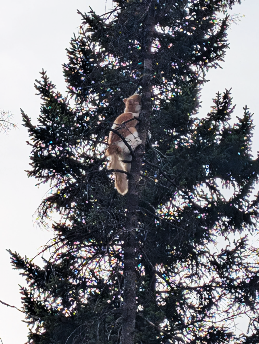 A mountain lion is perched high in a dense evergreen tree, partially hidden among the branches and needles against a pale sky.