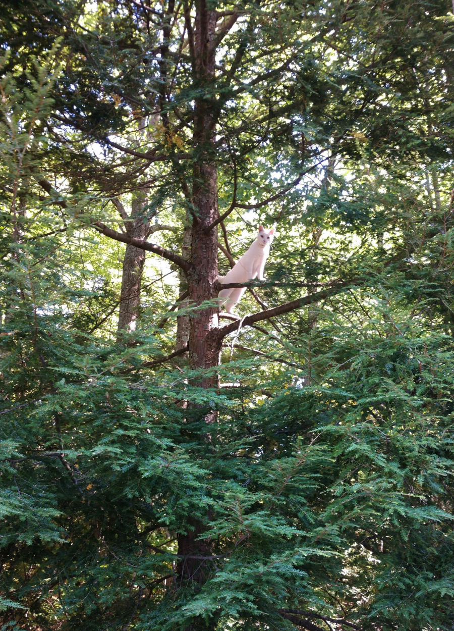 A white cat is perched high in a tree surrounded by green leaves and branches, looking alert and slightly cautious. Sunlight filters through the foliage in a forested area.