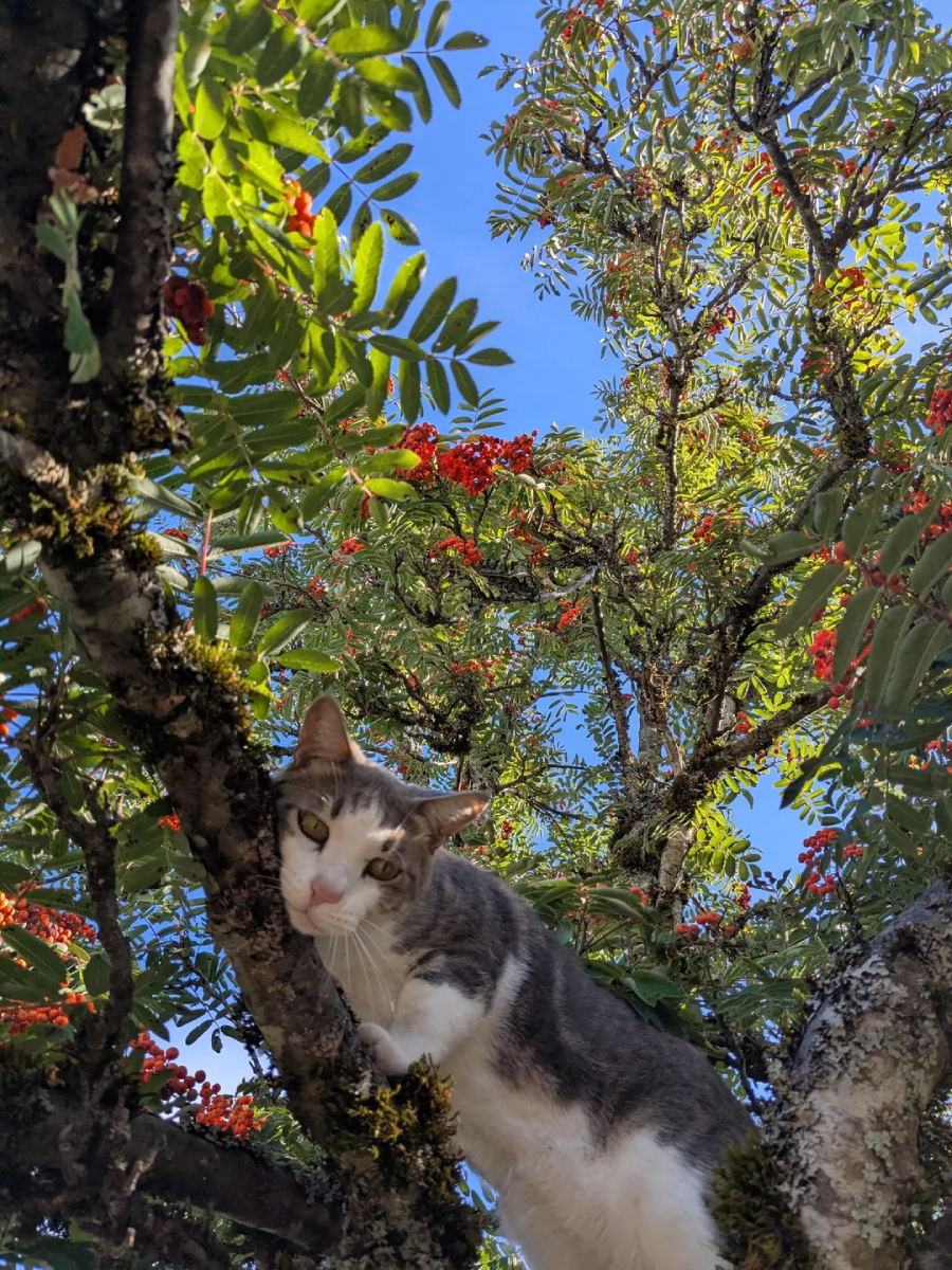 A gray and white cat climbs a tree covered in moss and red berries, looking down at the camera with a blue sky and leafy branches in the background.