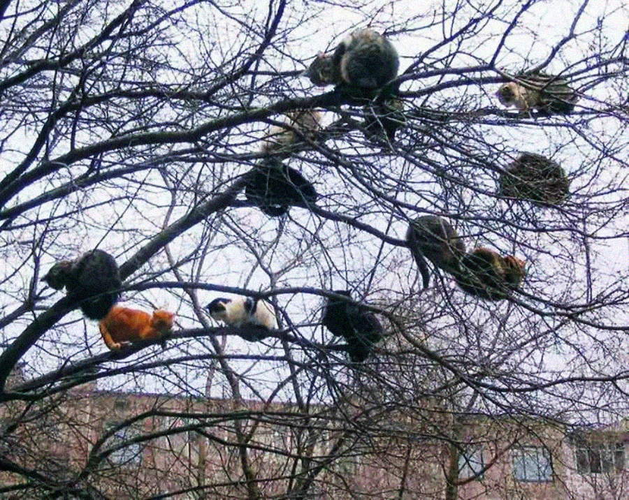 Several cats are perched on the branches of a leafless tree, with some sitting close together. A building is visible in the background. The scene appears unusual as cats typically do not gather in trees like this.