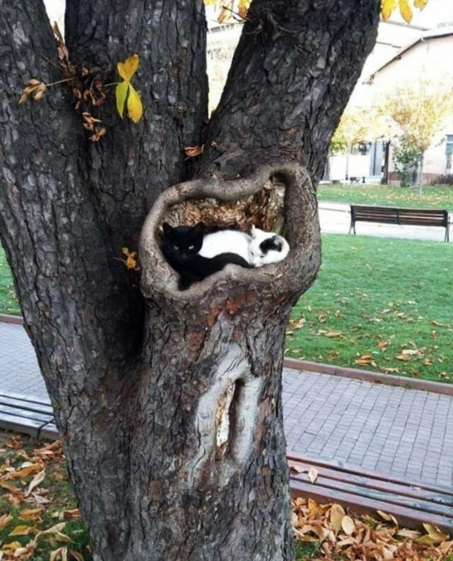 Two cats, one black and one white with black spots, are curled up together inside a hollow in the trunk of a large tree. The tree is in a park with benches, grass, and autumn leaves.