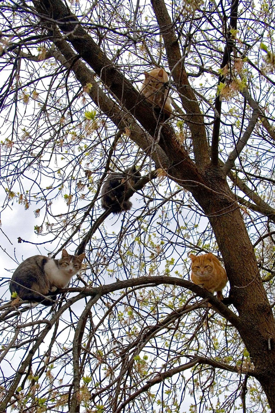 Four cats perched on different branches of a leafing tree, surrounded by thin twigs and budding leaves, against a cloudy sky background.