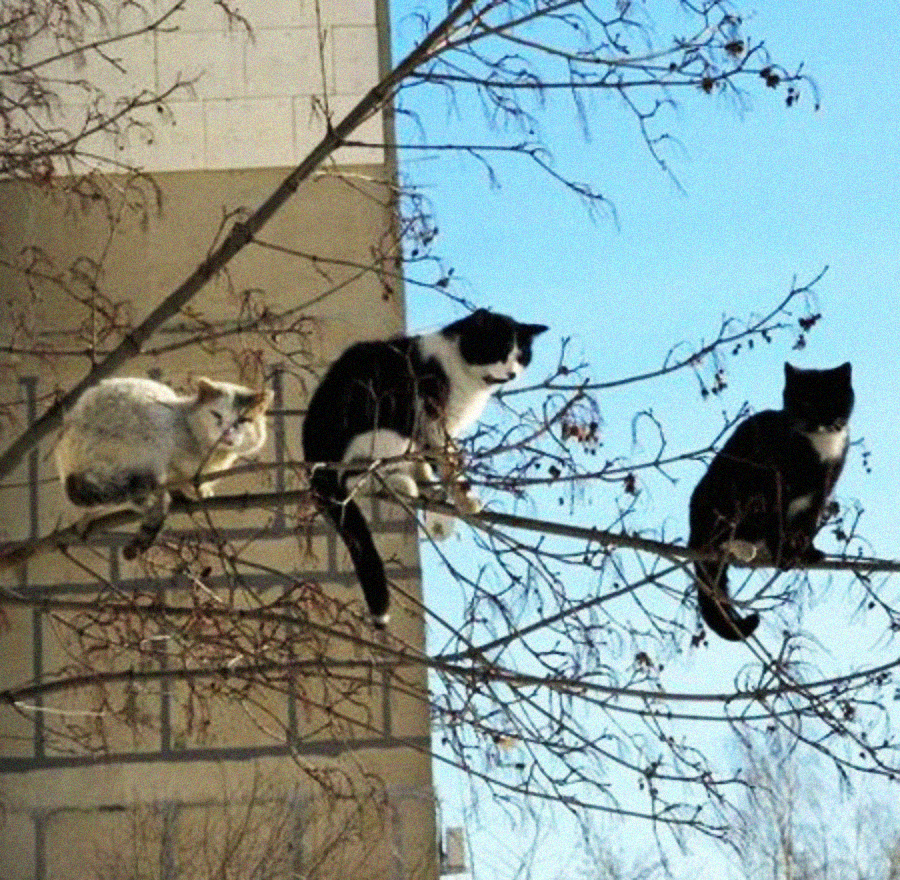 Three cats are perched on thin, leafless tree branches in front of a building on a clear day, creating an unusual and amusing scene.