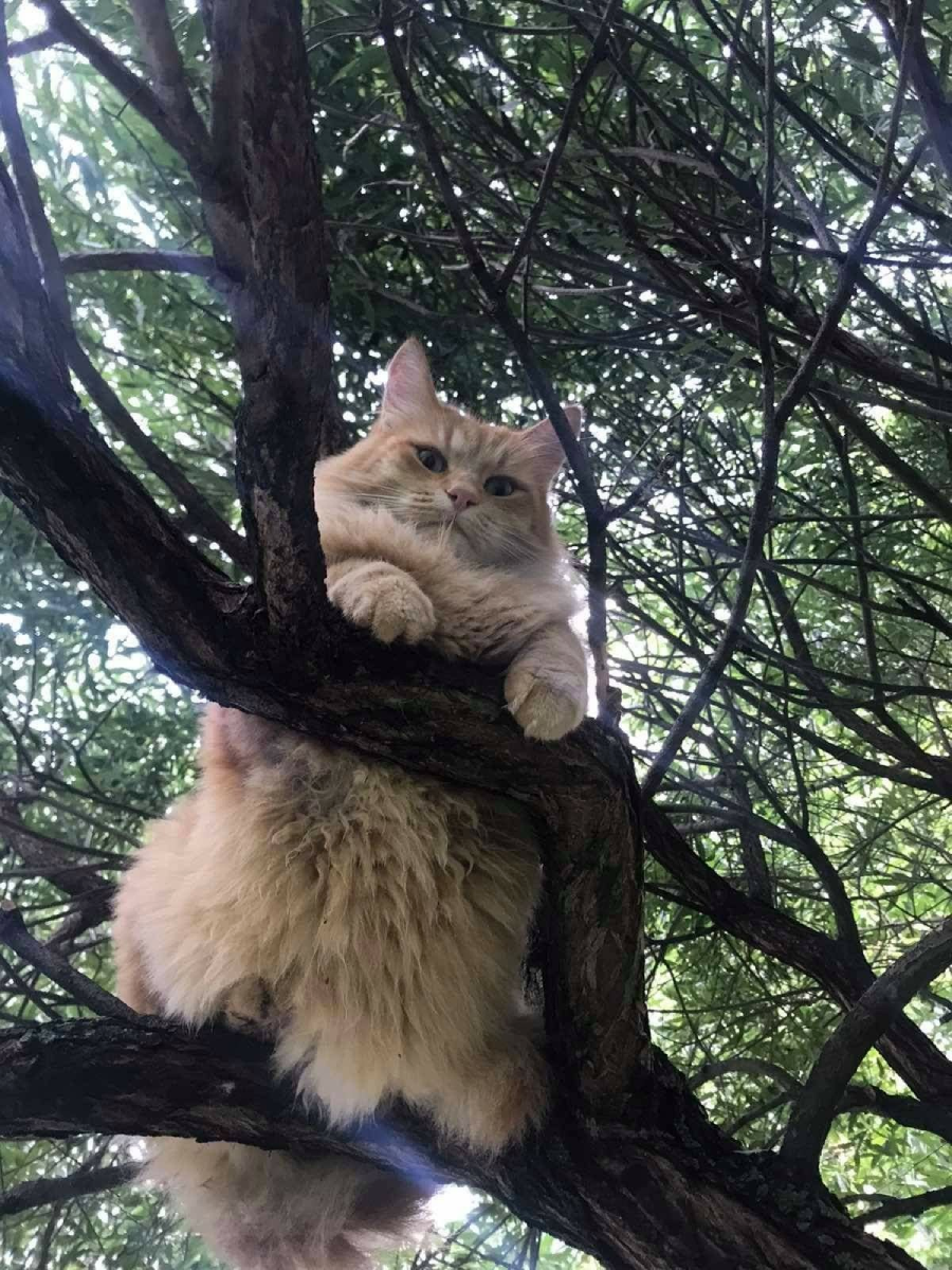 A fluffy, light orange cat with long fur sits perched on a tree branch, surrounded by dense green leaves and twisting branches, looking down toward the camera.