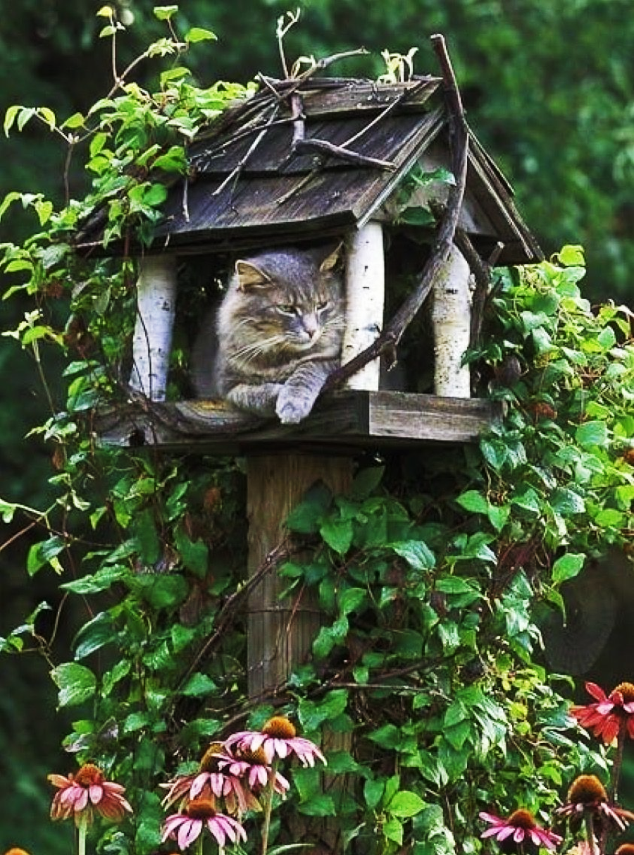 A grey cat lounges inside a rustic birdhouse perched on a post, surrounded by green vines and blooming pink coneflowers in a garden setting.