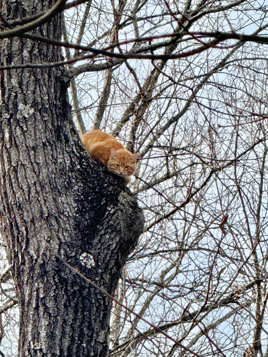 A ginger cat is perched on a large branch of a tree, surrounded by leafless branches. The cat looks down, with its body curled closely on the rough bark against a backdrop of a pale sky.