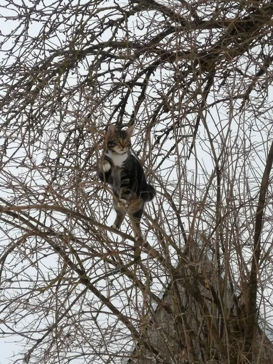 A tabby cat sits perched high among the thin, leafless branches of a tree, blending in with the twigs against a pale, overcast sky.