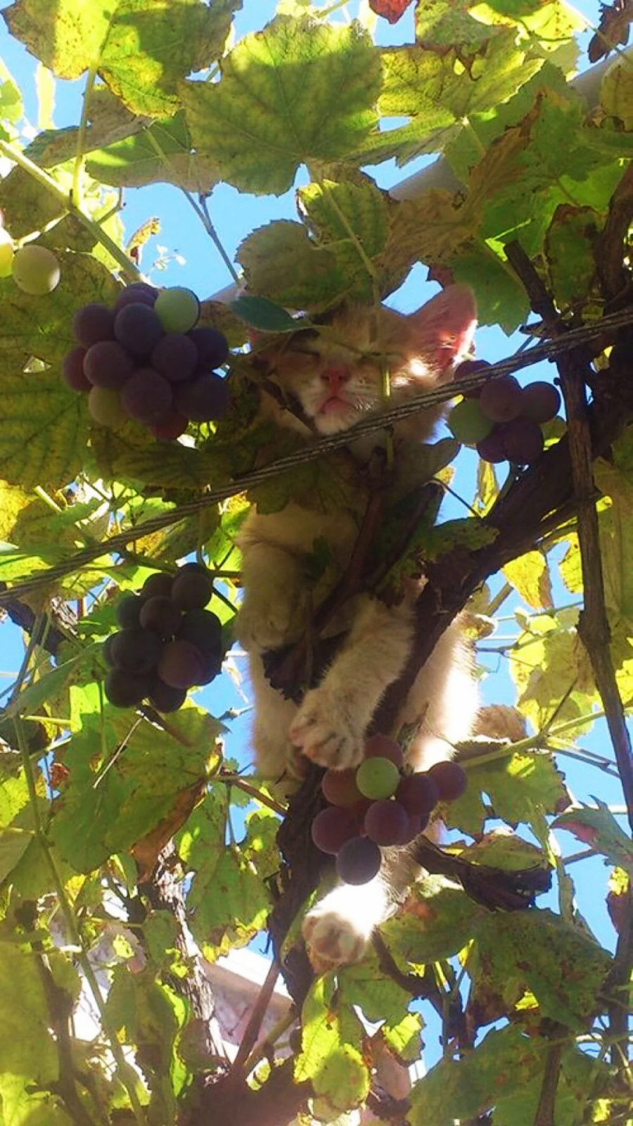 A ginger cat lies on a grapevine among clusters of purple grapes and green leaves, with sunlight filtering through the foliage.